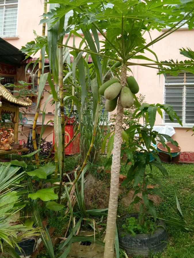 Genting Bukit Tinggi Homestay Екстериор снимка